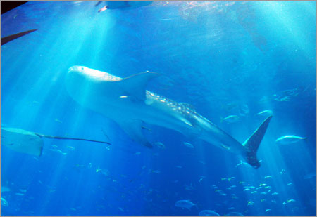 ちゅら海水族館